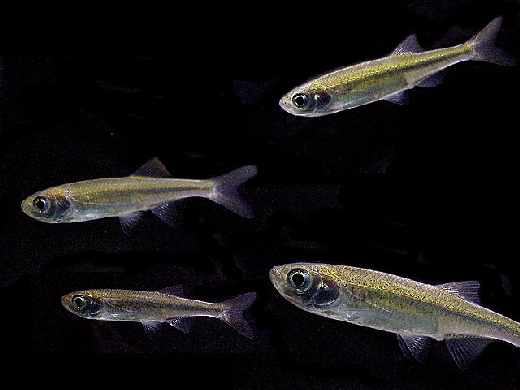 Able de Heckel Patrimoine du Morvan